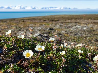 Learn How Different Plants Of The Tundra Survive