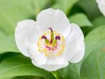 Closeup of a white Japanese peony flower
