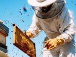 A beekeeper in a bee suit holds a beehive frame while bees fly around