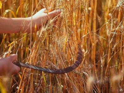 Two hands harvest wheat with a sickle