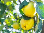 Quince fruits on a tree