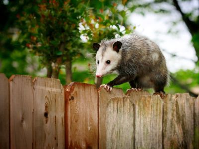 An opossum stands on top of a wooden fence