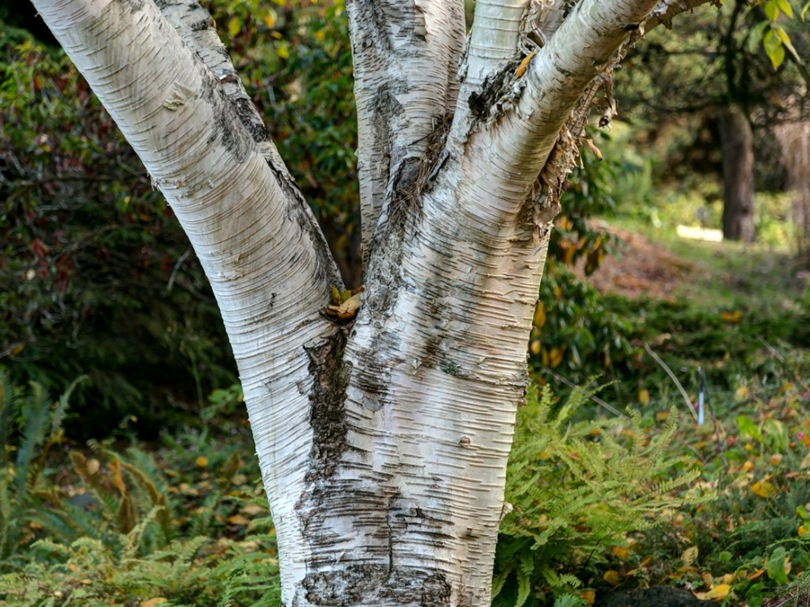 Planting And Caring For A White Barked Himalayan Birch