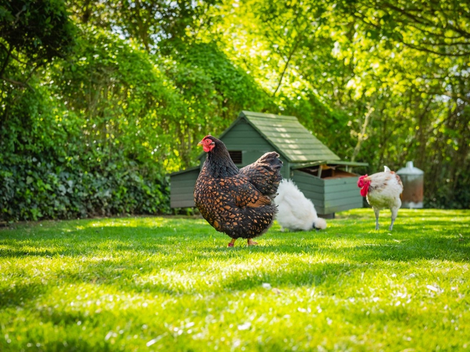 Three chickens wander the lawn in front of a green chicken coop
