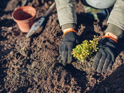 A gardener in gloves plants a yellow barberry seedling