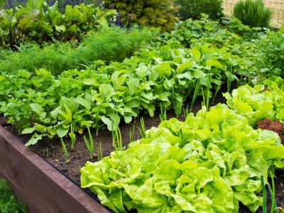 Leafy greens grow thickly in a raised garden bed
