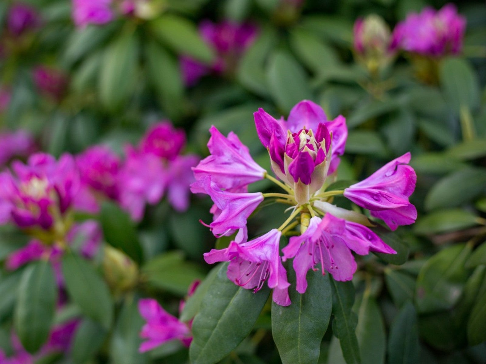 Purple Lanpland rhododendron flowers