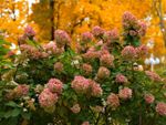 A blooming hydrangea in front of autumn leaves