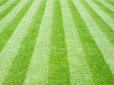 Stripes mown into a lush green lawn