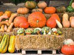 Many pumpkins, squashes, and gourds displayed around a hay bale
