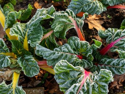 Multi colored swiss chard covered in frost