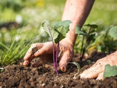 Hands planting a small kohlrabi seedling in the soil