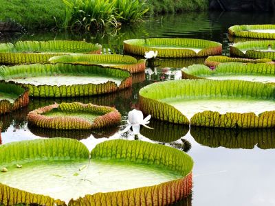 Giant water lilies in the water