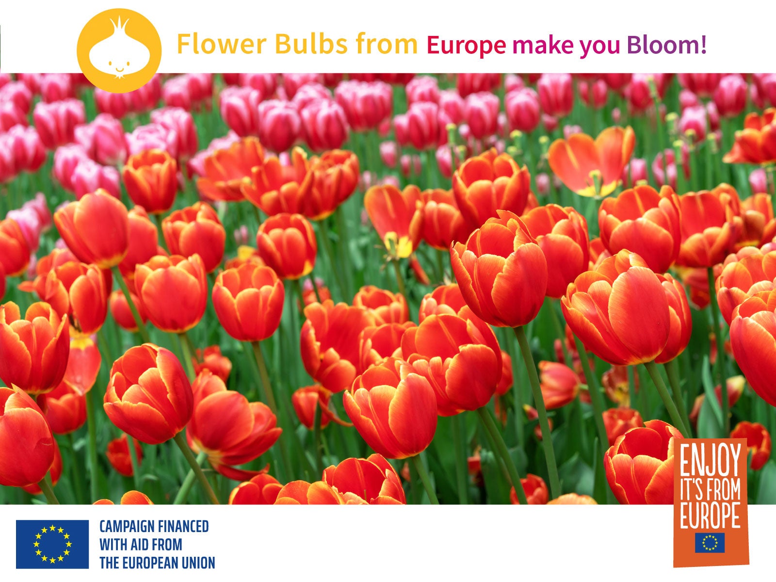 Grow an Early Spring Flowering Bulb Lawn