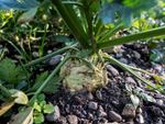 Celeriac growing in the ground