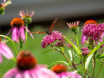 A monarch butterfly lands on a pink swamp milkweed flower, surrounded by several pink echinacea flowers