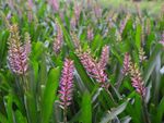 Many matchstick bromeliads growing outdoors