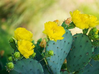 Prickly pear cactus with several yellow blossoms