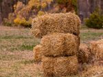 Stacked bales of straw