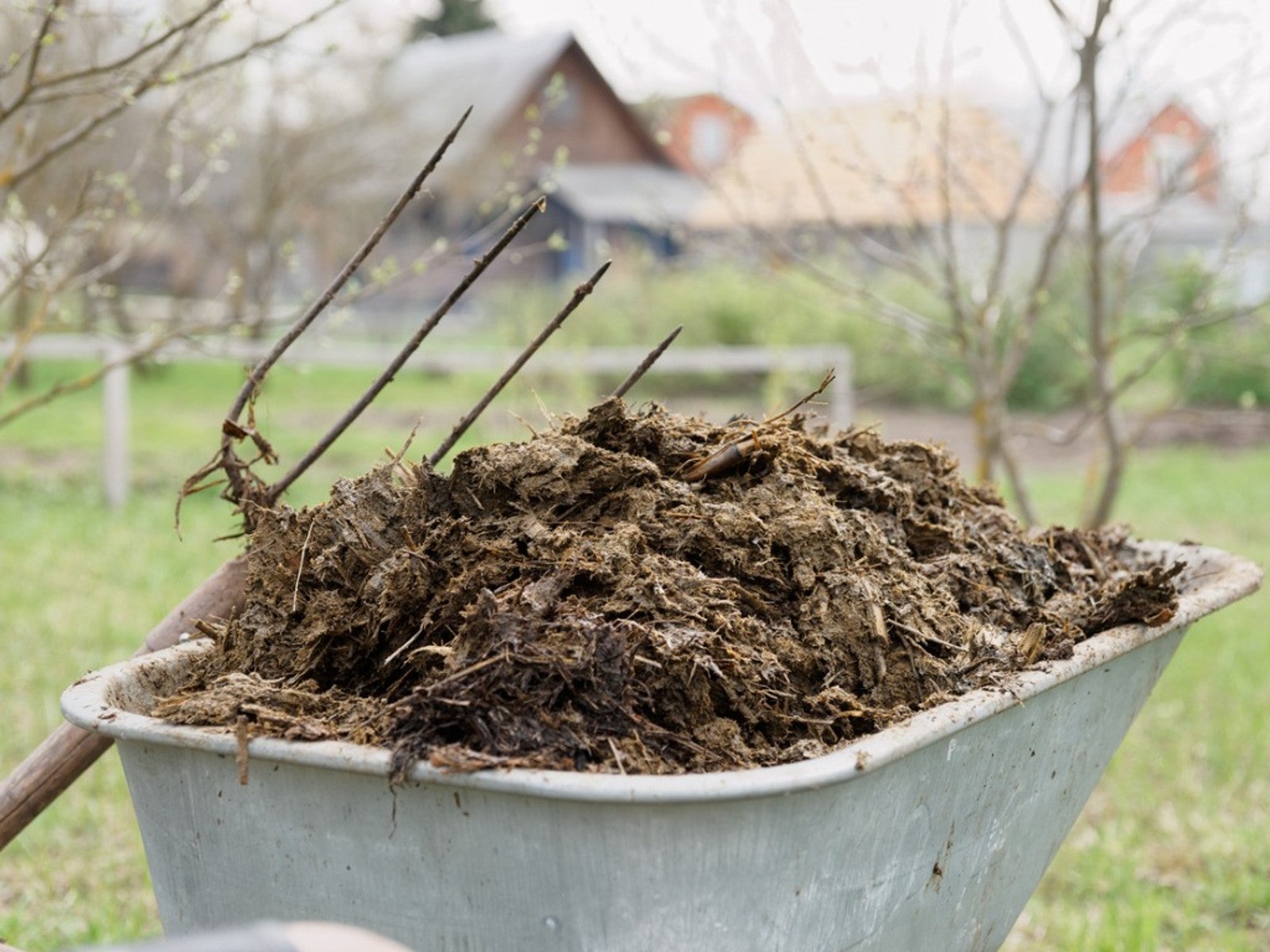 A wheelbarrow full of manure sits with a pitchfork leaning against it