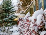 Shrubs in front of a house are covered in snow