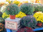 Many pot of chrysanthemums for sale with a sign that reads "Mums 8.99 or 3/25"
