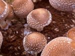 Brown and white speckled mushrooms growing out of a brown medium