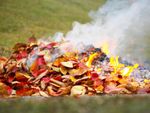 A pile of burning leaves