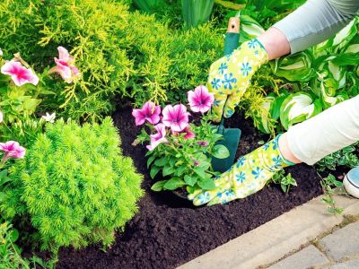 A woman in gardening gloves plants petunias in a flower bed