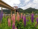 Purple and pink lupine flowers growing next to a bridge over a river