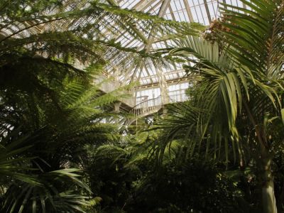 Palm trees at Kew Gardens