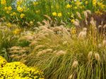 Ornamental grass and yellow flowers