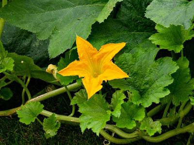 Squash vines growing with one bright yellow blossom