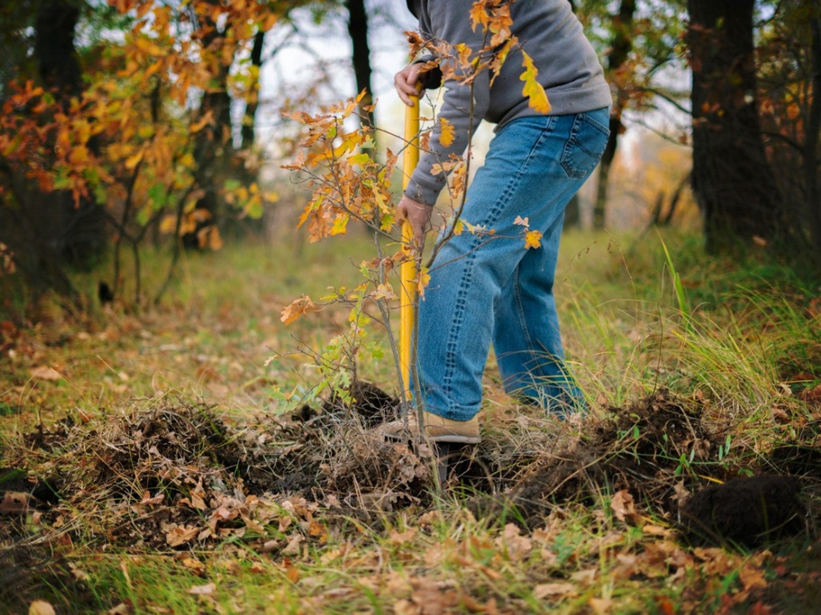 A man with a shovel digs around an oak sapling with orange leaves