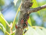Several spotted lanternflies on a tree branch