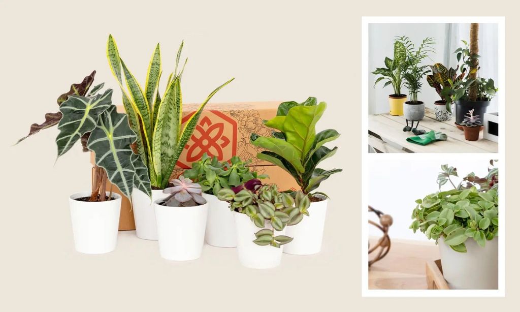 A shipping box with six houseplants