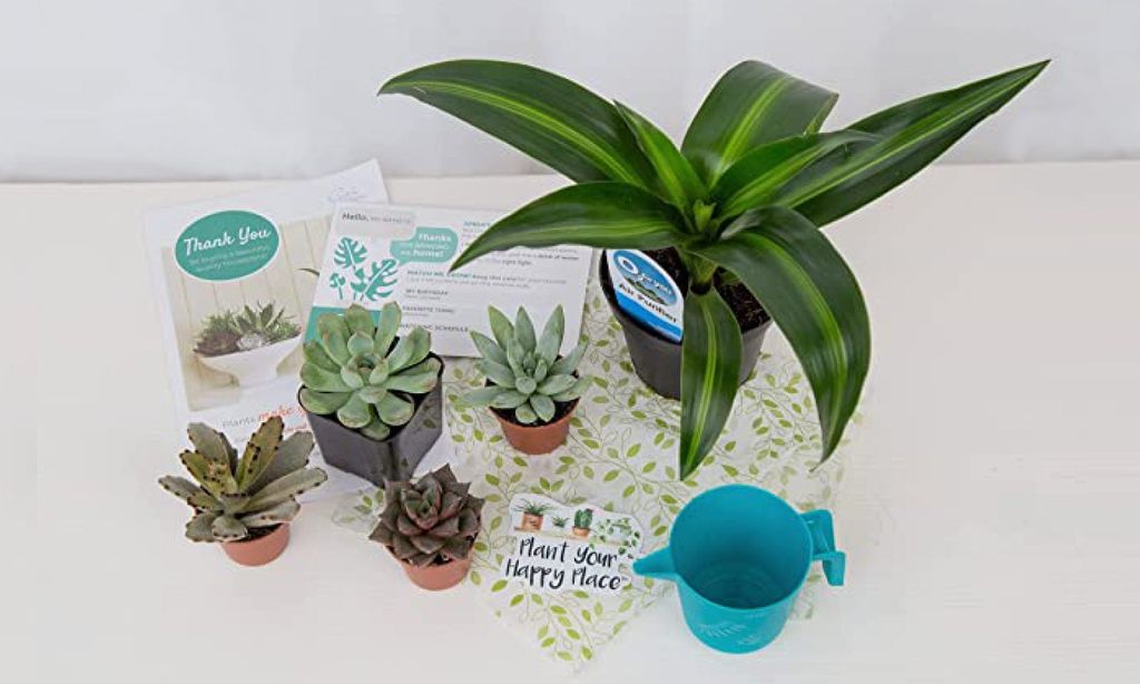One large houseplant, four succulents, a sticker that reads "Plant Your Happy Place," and a teal watering can.