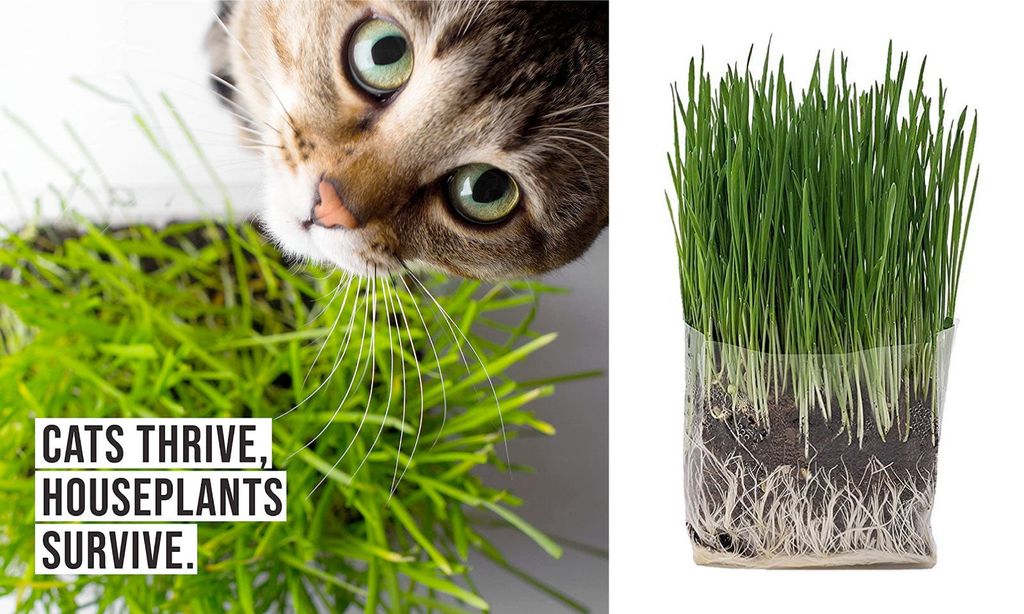 An image of a cat with cat grass.