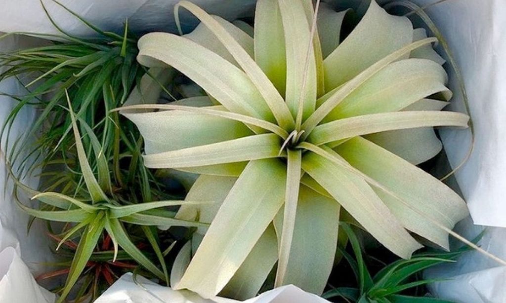 A close-up of two air plants