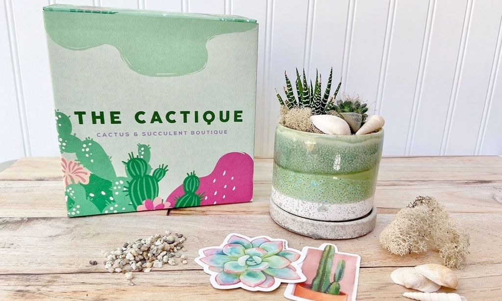 A cactus in a green pot surrounded by cactus stickers and a shipping box