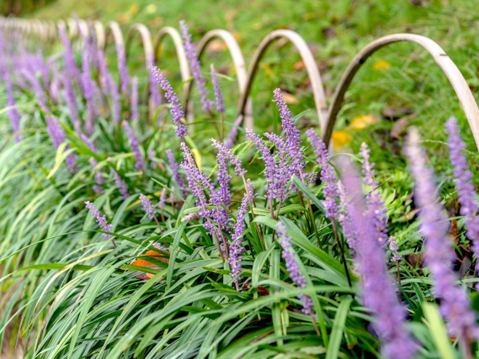 Purple flowers of liriope grass growing along a low metal fence