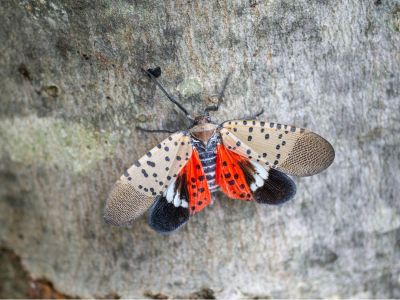 Closeup of a spotted lanternfly