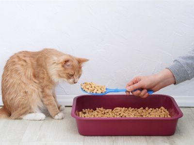 An orange and white cat sniffs a spoonful of litter held over a litter box