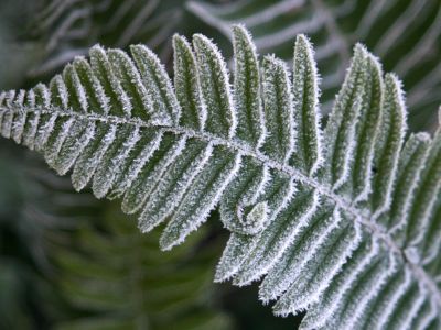 Closeup of a fern with frost along its edges