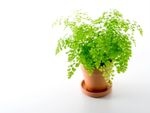 A potted Asian tam plant against a white background