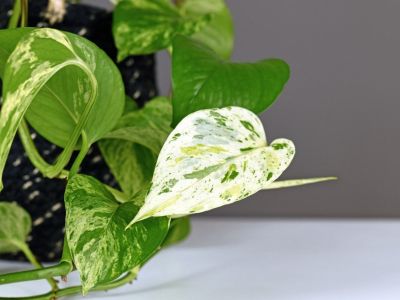 Close up of an almost all white leaf of a variegated philodendron plant