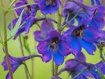 Purple and blue candle larkspur flowers