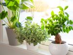Three houseplants in white pot on a sunny windowsill