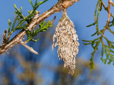 Close up of a bagworm cocoon hanging from a fir tree