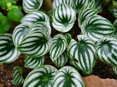 Many white and green leaves of a peperomia plant